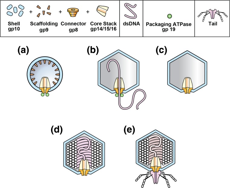States of phage T3/T7 capsids: buoyant density centrifugation and cryo-EM.
